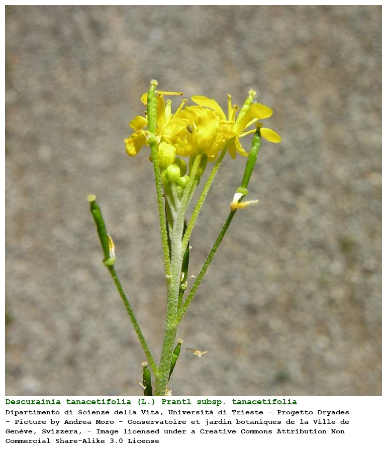 Descurainia tanacetifolia (L.) Prantl subsp. tanacetifolia